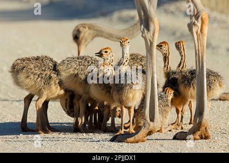 Couvée de petits poussins d'autruche (Struthio camelus) dans leur habitat naturel, désert de Kalahari, Afrique du Sud Banque D'Images