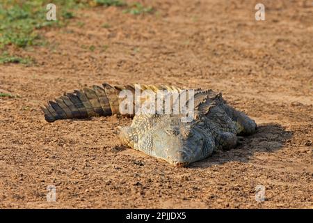 Un crocodile du Nil (Crocodylus niloticus) basking, Kruger National Park, Afrique du Sud Banque D'Images