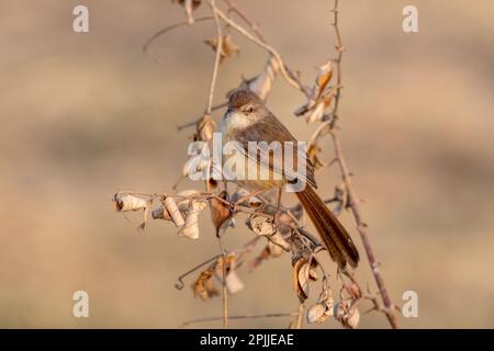 Le prinia (Prinia inornata), également connu sous le nom de wren-warbler ou wren-warbler brun blanc, observé près de Nalsarovar au Gujarat, en Inde Banque D'Images