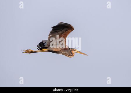 Héron violet (Ardea purpurea) observé à Nalsarovar au Gujarat, en Inde Banque D'Images