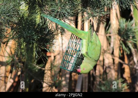 Repas de Parakeet à anneaux de roses Banque D'Images