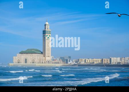 Vue sur la magnifique mosquée Hassan 2, et un mouette volant à Casablanca Maroc Banque D'Images