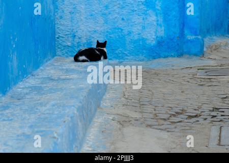 Vue sur un chat noir assis à côté d'un mur bleu dans la célèbre région de Kasbah à Rabat Maroc Banque D'Images