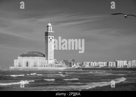 Vue sur la magnifique mosquée Hassan 2, et un mouette volant à Casablanca Maroc en noir et blanc Banque D'Images