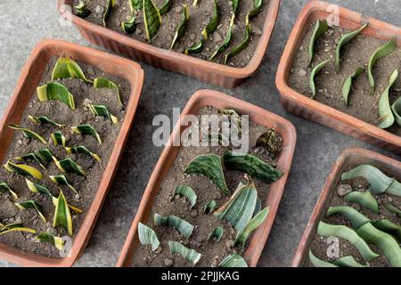 Vue à grand angle des plantes de serpent propagation par les boutures de feuilles dans les pots Banque D'Images