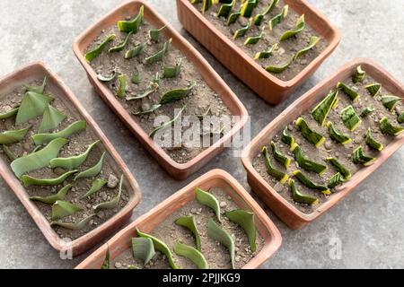 Vue de dessus de la propagation des plantes de serpent dans les pots Banque D'Images