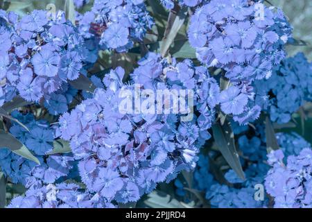 inflorescences bleu pâle d'une fleur de carnation sur un lit de fleurs devant la maison, foyer sélectif Banque D'Images