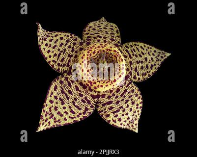 Orbea lepida - Stapelia lepida - Fleur Carrion - Cactus sur fond noir Banque D'Images