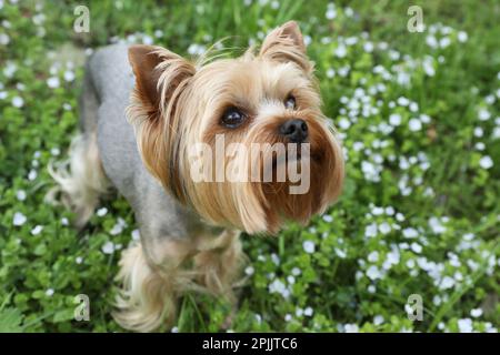 Charmant terrier du Yorkshire parmi les fleurs sauvages dans la prairie le jour du printemps Banque D'Images