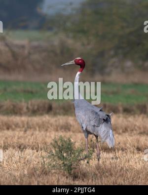 Sarus Crane (Antigone antigone), une grande grue non migratrice et un oiseau volant plus haut, observé près de Nalsarovar dans le Gujarat, en Inde Banque D'Images