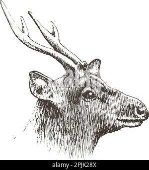 Deer, dessin à la main, illustration vectorielle Illustration de Vecteur