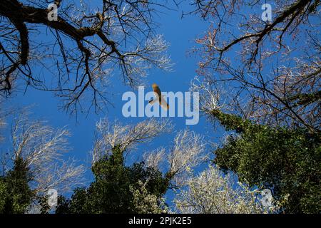 Buzzard survole une forêt Banque D'Images