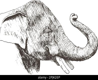 Croquis dessiné à la main de raisin avec des feuilles et de la vigne. Illustration vectorielle Illustration de Vecteur