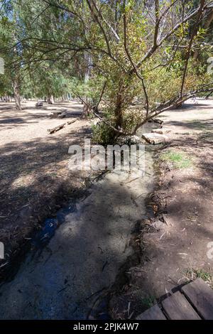 La rivière Yarkon coule entre les eucalyptus de la réserve naturelle de tel Afek dans le bloc Dan - Israël Banque D'Images