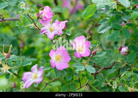 Rosa acicularis, rose sauvage épineuse, arbuste à feuilles caduques avec fleurs roses simples Banque D'Images