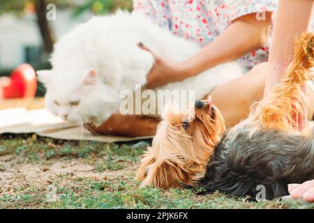 Chats du Yorkshire et persans s'amuser dans la cour Banque D'Images