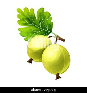 Plante juteuse de groseilles à maquereau de style dessin animé isolée sur fond blanc. . Illustration vectorielle Illustration de Vecteur