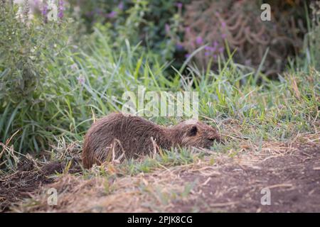 Nutria sur les rives d'un ruisseau d'eau propre contre un ciel nuageux, dans la réserve naturelle d'Agmon Hachula - Nord d'Israël Banque D'Images