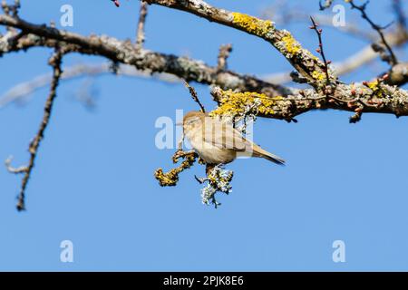 Chifftpaille (Phylloscopus collybita) dans la campagne du Sussex, au Royaume-Uni Banque D'Images