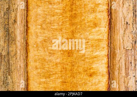 Vue de dessus ou de dessus plat de la texture de gros plan de la vieille gousse de graines d'arbre vide et sèche interne comme arrière-plan, format vertical. Banque D'Images