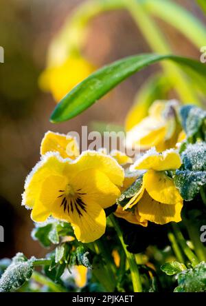 Hambourg, Allemagne. 03rd avril 2023. Des cristaux de glace pendent sur la fleur d'une violette à cornes le matin. Credit: Daniel Bockwoldt/dpa/Alay Live News Banque D'Images