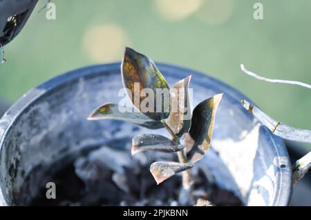 Zamiocuccas zamifolia , Zanzibar Gem ou ARACEAE ou noir Zamiocuccas zamifolia ou plante noire dans le pot de fleurs Banque D'Images