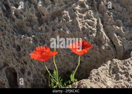 Deux coquelicots rouges qui fleurissent sur le flanc d'une montagne, de belles fleurs printanières avec un flou sélectif, un motif floral rouge ou un cadre Banque D'Images