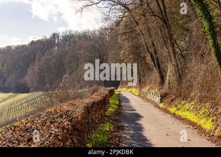 Sentier de randonnée pavé avec vue sur la vallée de Kocher en plein soleil en hiver, Hohenlohe, Allemagne Banque D'Images