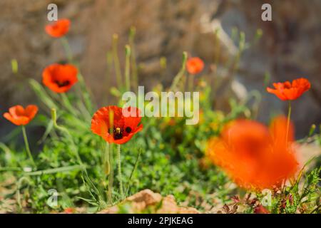 Des coquelicots, des coquelicots rouges en fleurs dans un beau printemps de fleurs avec flou sélectif doux mise au point, motif floral rouge ou cadre Banque D'Images