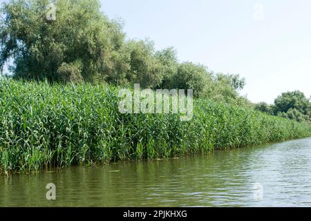 Nature sauvage et aquatique dans l'écosystème du delta du Danube, principalement couverte de zones humides et d'eau, composée de marais, de canaux, de ruisseaux et de lacs. Banque D'Images