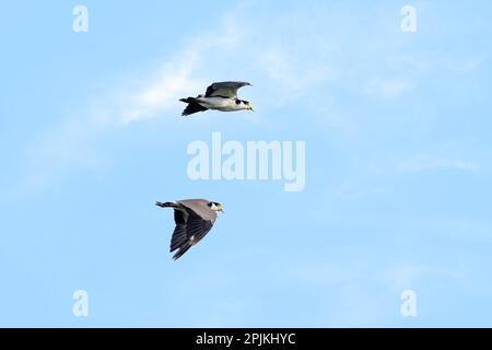 Une paire de lapwings à épaulettes noires, Vanellus Miles novaehollandiae, en vol contre un ciel bleu. Également connu sous le nom de pluvier à ailes de l'épi, et t endémique Banque D'Images