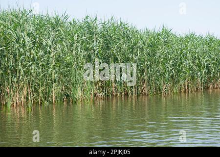 Nature sauvage et aquatique dans l'écosystème du delta du Danube, principalement couverte de zones humides et d'eau, composée de marais, de canaux, de ruisseaux et de lacs. Banque D'Images