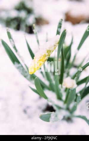 La jonquille jaune de printemps pery fleurit dans le jardin de printemps sous la neige. Banque D'Images