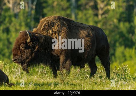 Canada, Manitoba, parc national du Mont-Riding. Bison des plaines adulte debout dans l'herbe. Banque D'Images