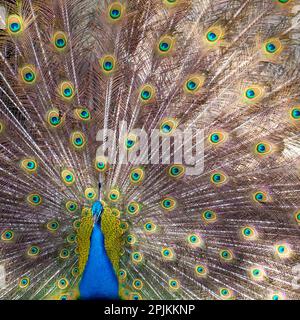 Lisbonne, Portugal. Castelo Sao Jorge. Les paons résident sur le terrain du château. Mâles montrant leur plumage, saison d'accouplement au printemps. Banque D'Images