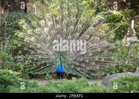 Lisbonne, Portugal. Castelo Sao Jorge. Les paons résident sur le terrain du château. Mâles montrant leur plumage, saison d'accouplement au printemps. Banque D'Images