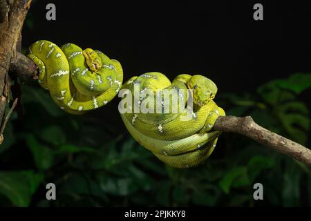 Emerald Tree boa enroulé, captif, originaire de l'Amérique du Sud Banque D'Images