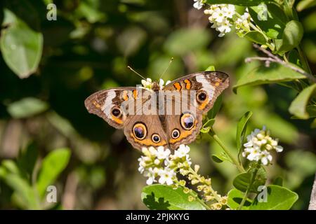 Nectaring de papillon de rouge commun Banque D'Images