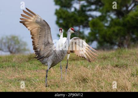 Grue blanche à la chasse de la grue de Sandhill, côte du Texas Banque D'Images