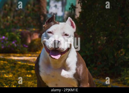 Américain pitt Bull Banque D'Images