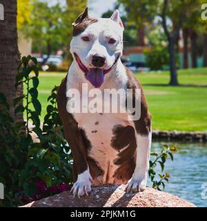 Américain pitt Bull Banque D'Images