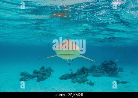 Polynésie française, Moorea. Vue avant du requin récif à bout noir. Banque D'Images