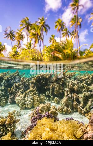 Polynésie française, Taha'a. Sous/au-dessus de l'eau, fente de corail et de palmiers. Banque D'Images
