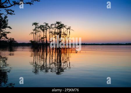 Situés sur l'équateur dans la forêt amazonienne, ces palmiers sont à moitié noyés dans Laguna Grande. Banque D'Images