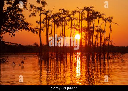 Situés sur l'équateur dans la forêt amazonienne, ces arbres sont à moitié noyés dans Laguna Grande. Banque D'Images