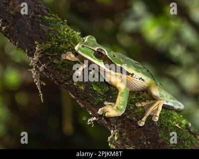 Treefrog masqué, Costa Rica, Amérique centrale Banque D'Images