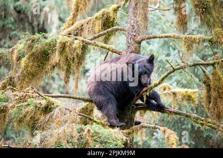 le cub d'ours noir trouve la sécurité dans un arbre à Anan Creek. Banque D'Images