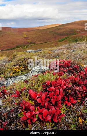 États-Unis, Alaska, réserve nationale de Noatak. La Bearberry alpine sur la toundra arctique dans les couleurs de l'automne. Banque D'Images