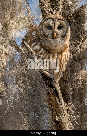 Hibou barré, alias hibou dans l'arbre, Floride, États-Unis Banque D'Images