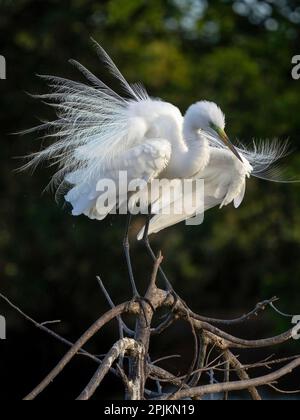 Great Egret, Floride, États-Unis Banque D'Images